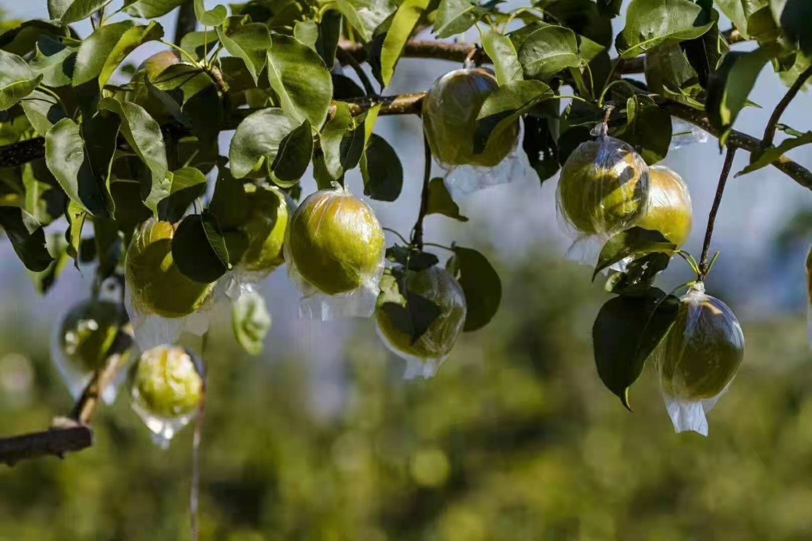 香梨疏果与套袋试验对比图
