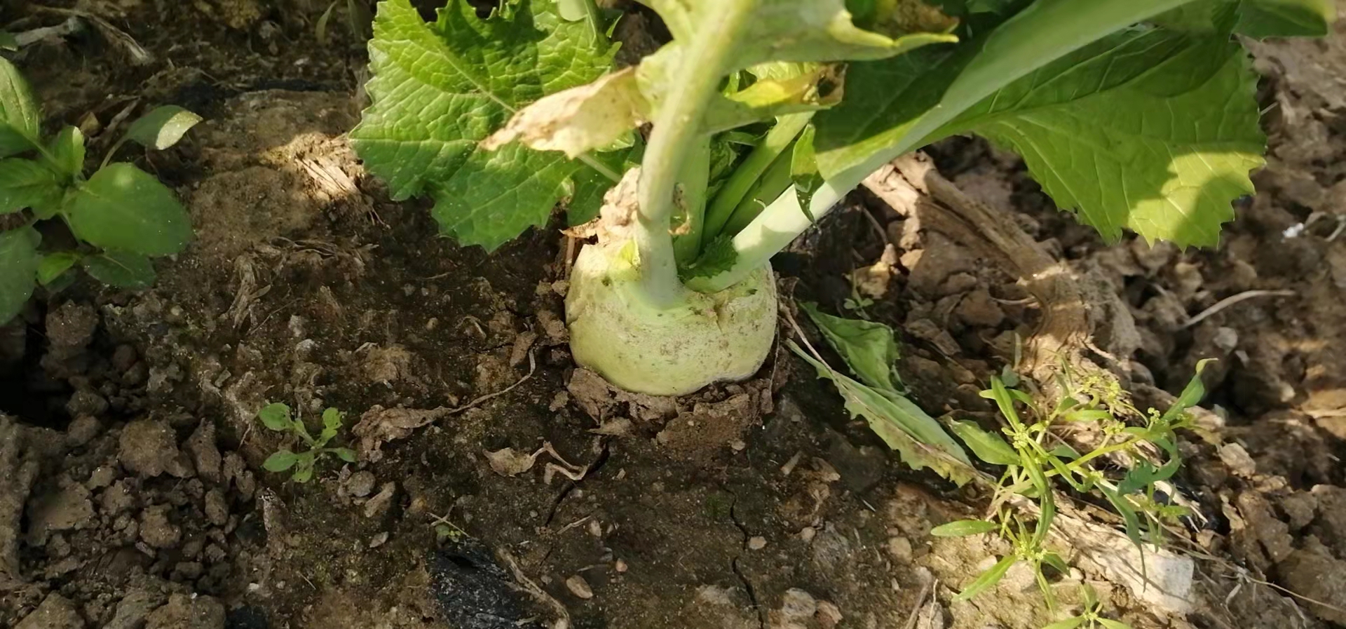 红皮红心萝卜在田间自然生长的状态,展示其植株和根部的生长情况 红皮红心萝卜田间生长图片