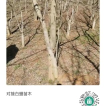 对接白蜡苗木