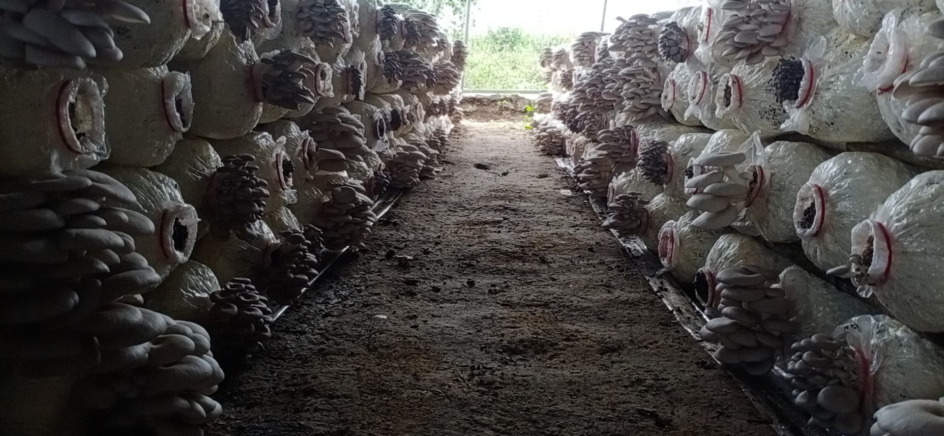 鲜平菇栽培现场的菌包接种过程