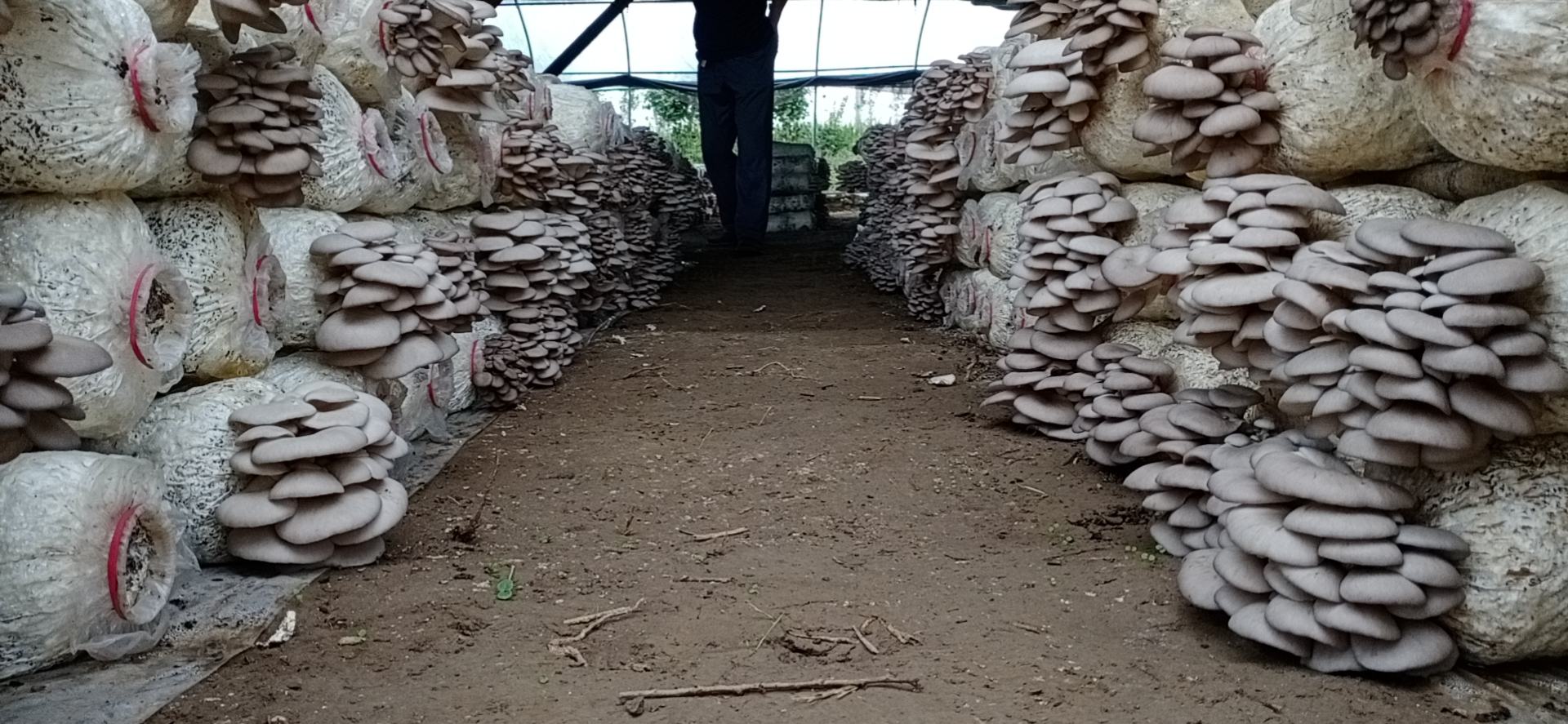 鲜平菇的自然生长环境