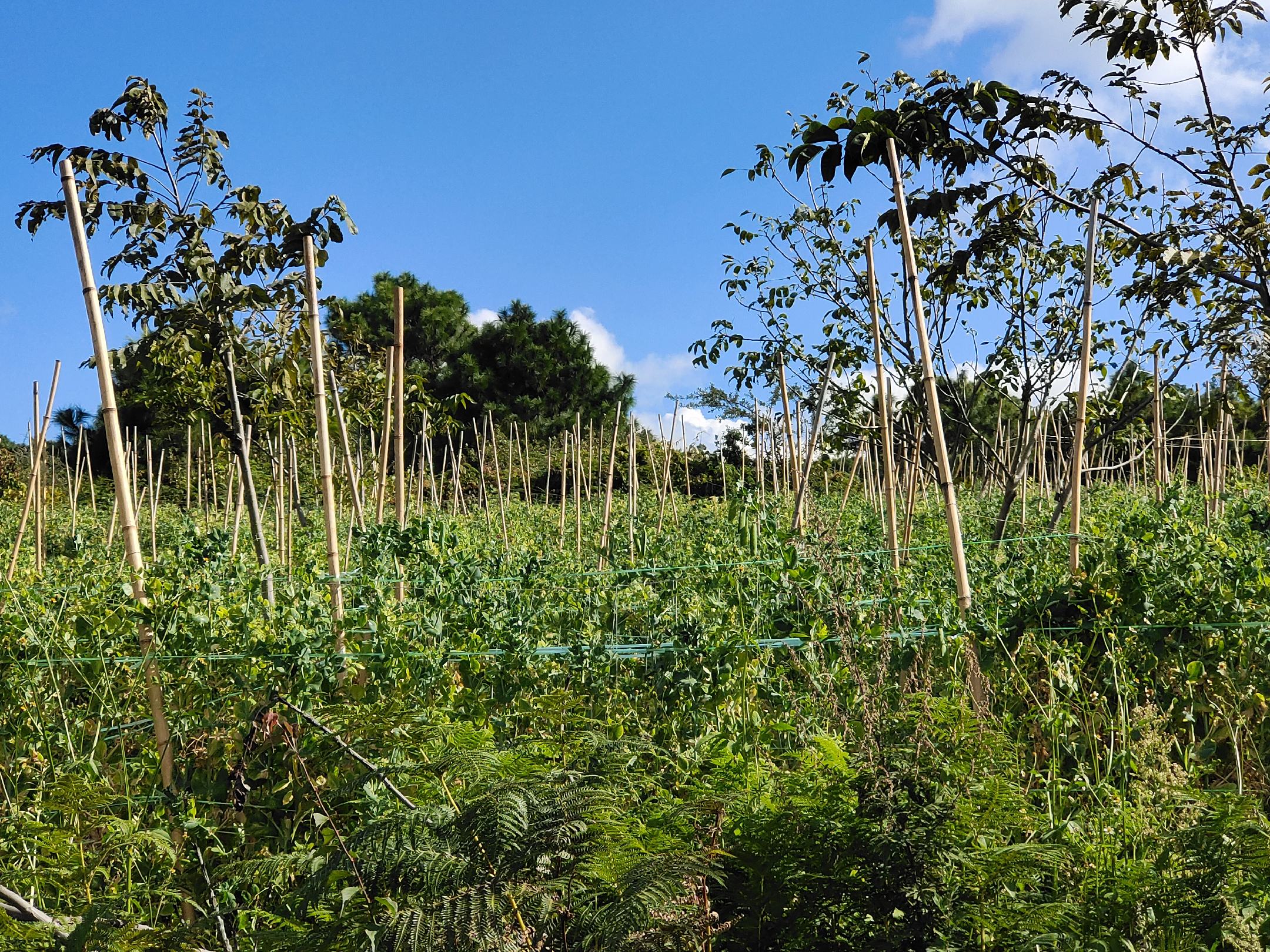 豌豆植株整体形态展示