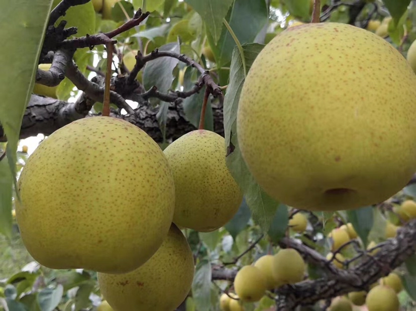 大白梨果实特写