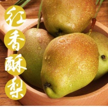 【好货】陕西渭南红香酥梨冷库红香酥梨一手货产地直供