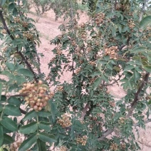 大红袍茶花椒树三公分，四公分大红袍量大优惠