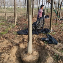 栾树供应各种规格的南栾树河南货源黄山栾树基地