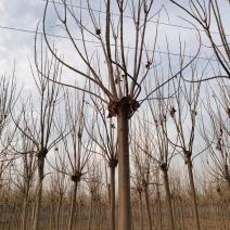 楸树供应各种规格的秋树速生楸树河南千亩基地