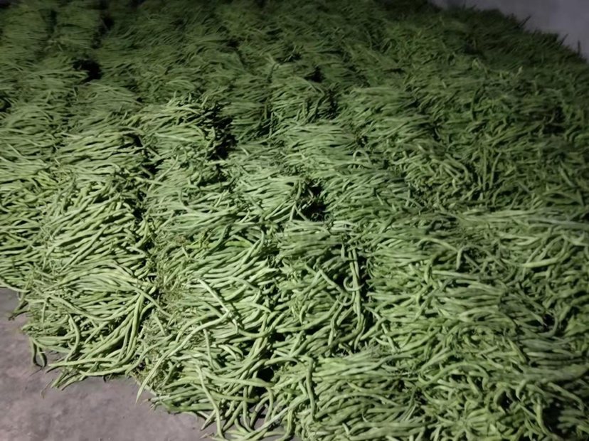 架豆王规模化种植基地航拍图