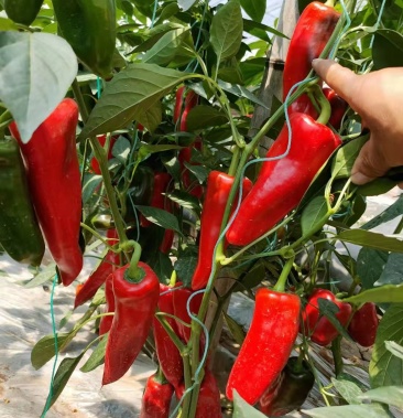 [辣椒苗批发]泡椒苗 红泡椒苗 大果红皮泡椒苗 吉祥红泡椒苗价格0.