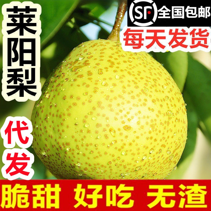 [莱阳梨批发]山东烟台莱阳市梨 21.80元/件山东莱阳梨照旺庄 _ 一亩田