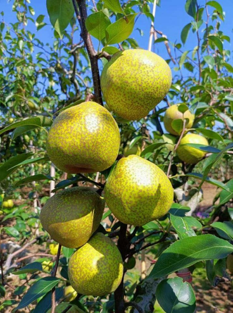 山东莱阳梨照旺庄芦儿岗莱阳慈梨茬梨产地一件代发商超团购