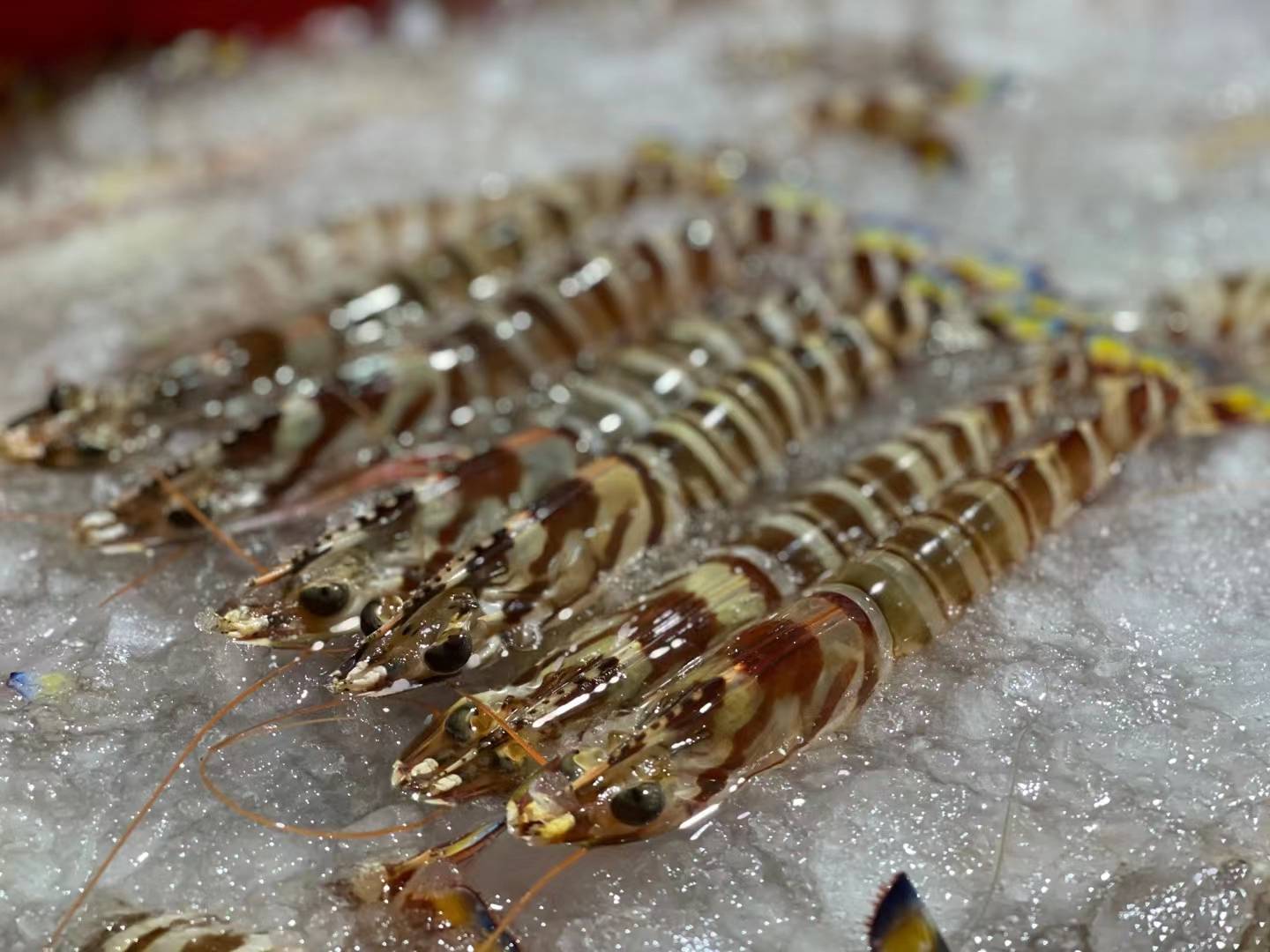 西瓜切片与冰块组合