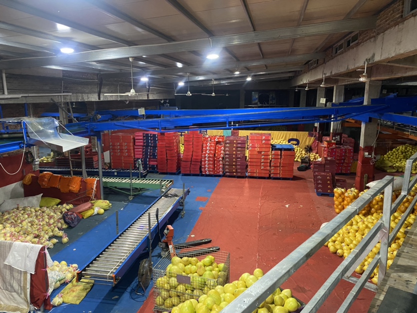 蜜柚采摘与分拣场景