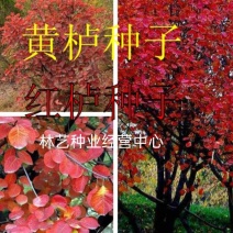 黄栌种子林木种籽国产散装四季多年生景观绿化工程观叶种孑