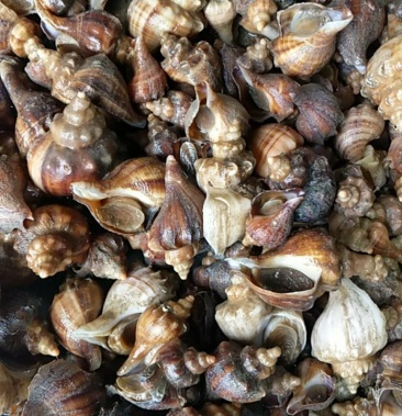 [红螺批发]尖螺深水螺红螺价格32.00元/斤 - 一亩田