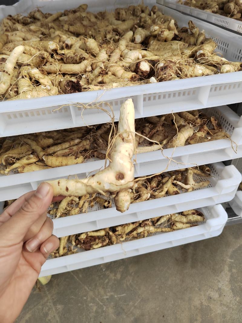 [鸡头黄精批发]辽宁抚顺清原县黄精 5.00元/斤黄精 东北产地 _ 一亩田