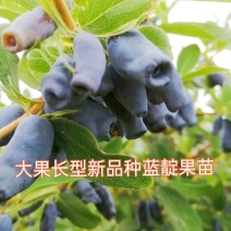 蓝靛果苗，该品种当年栽苗当年挂果，产量高适合鲜食和深加工