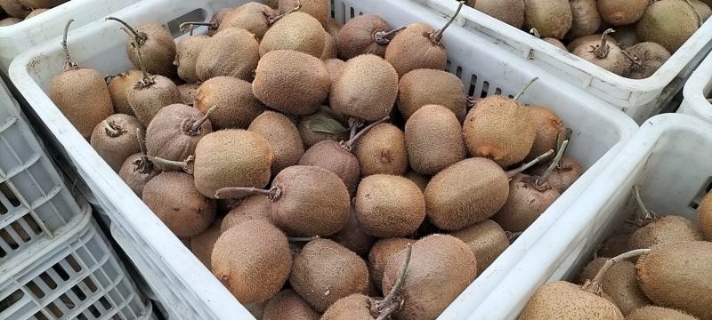 红心猕猴桃多少钱1斤?