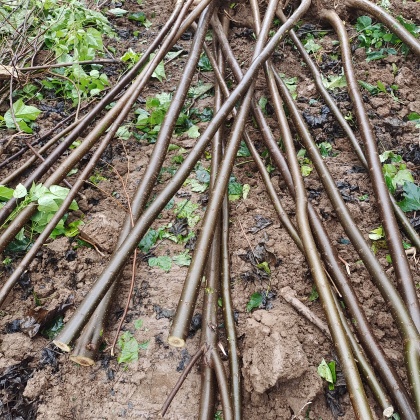 河南楸树价格行情走势 - 一亩田