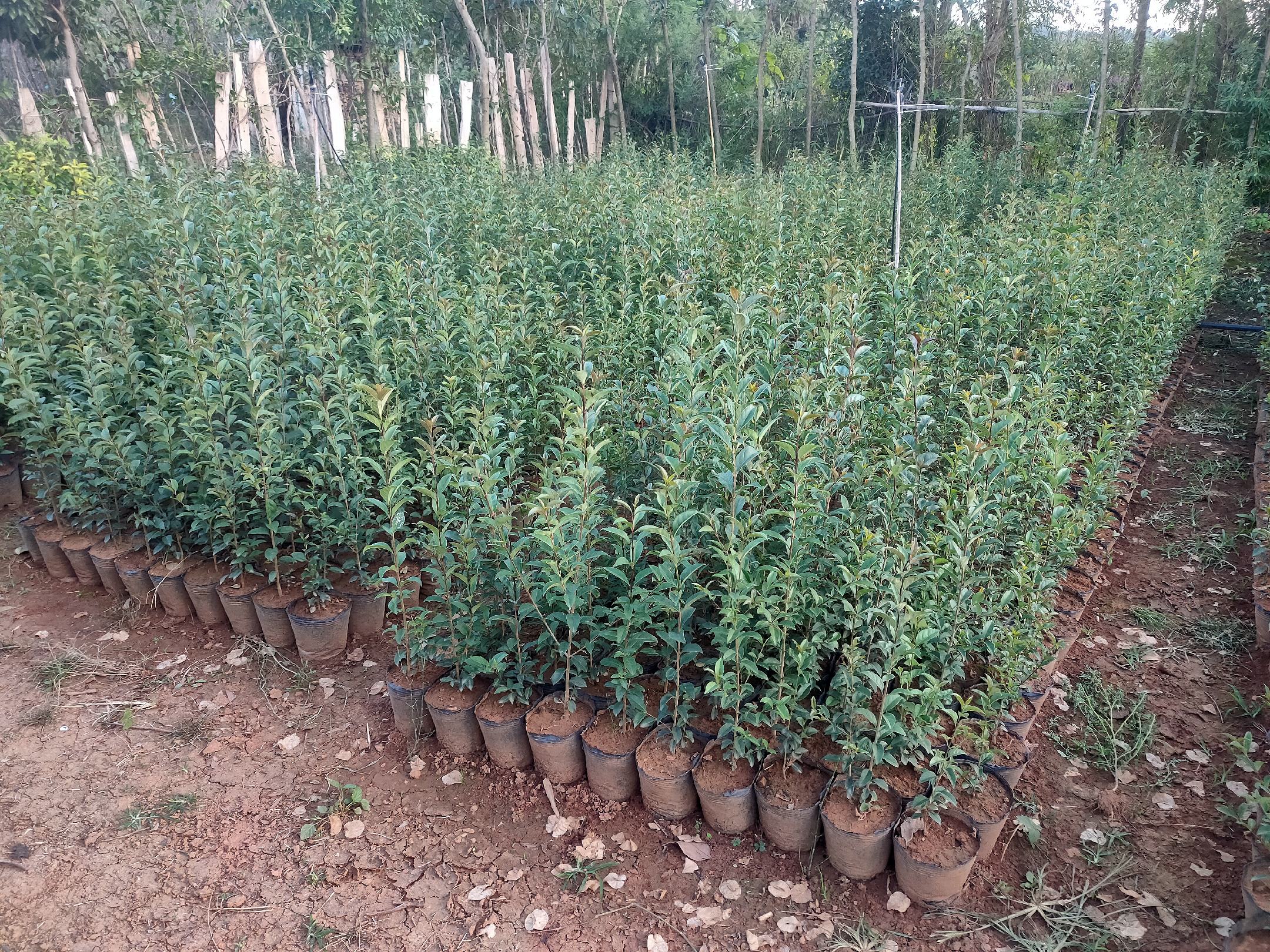 大叶女贞幼苗田间管理场景