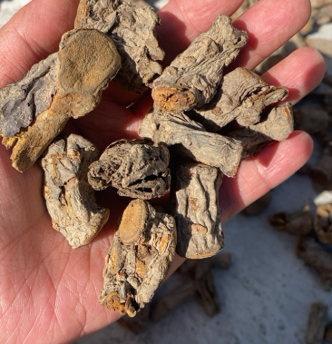 [黄根批发]大黄根价格5.00元/斤 - 一亩田