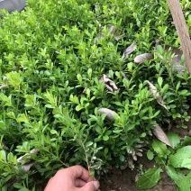 小叶黄杨基地直销各种规格齐全球类单颗毛球