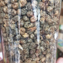 广西金秀大瑶山野生菊花