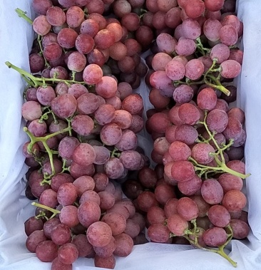 红提,又名红地球,精品红提,诚邀各地水果商前来收购