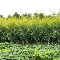 大量:矮杆金叶榆2公分3公分4公分5公分金叶榆