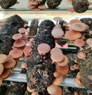 人工培育野生菌别名小香菌也叫香蕈