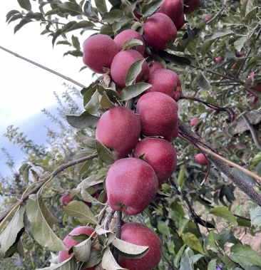 青海民和的花牛苹果开卖了