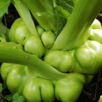 儿菜本基地是果蔬专业合作社有大量蔬菜供货