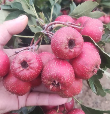 [大金星山楂批发]绛县大山楂价格1.50元/斤 - 一亩田