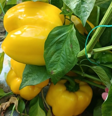 [彩椒批发]红黄彩椒价格1.10元/斤 - 一亩田