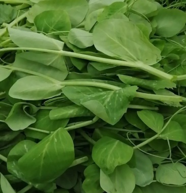 四川露天豌豆尖现摘现发色泽优美原产地直供欢迎订购