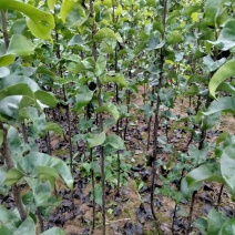 秋月梨树苗，适合南北方种植，易管理。产量高。