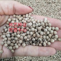 光皮树种子毛梾车梁木种子凉子木苦檀灯台树种子林木种子