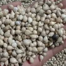薏仁米大量上市基地直销，可长期供应，