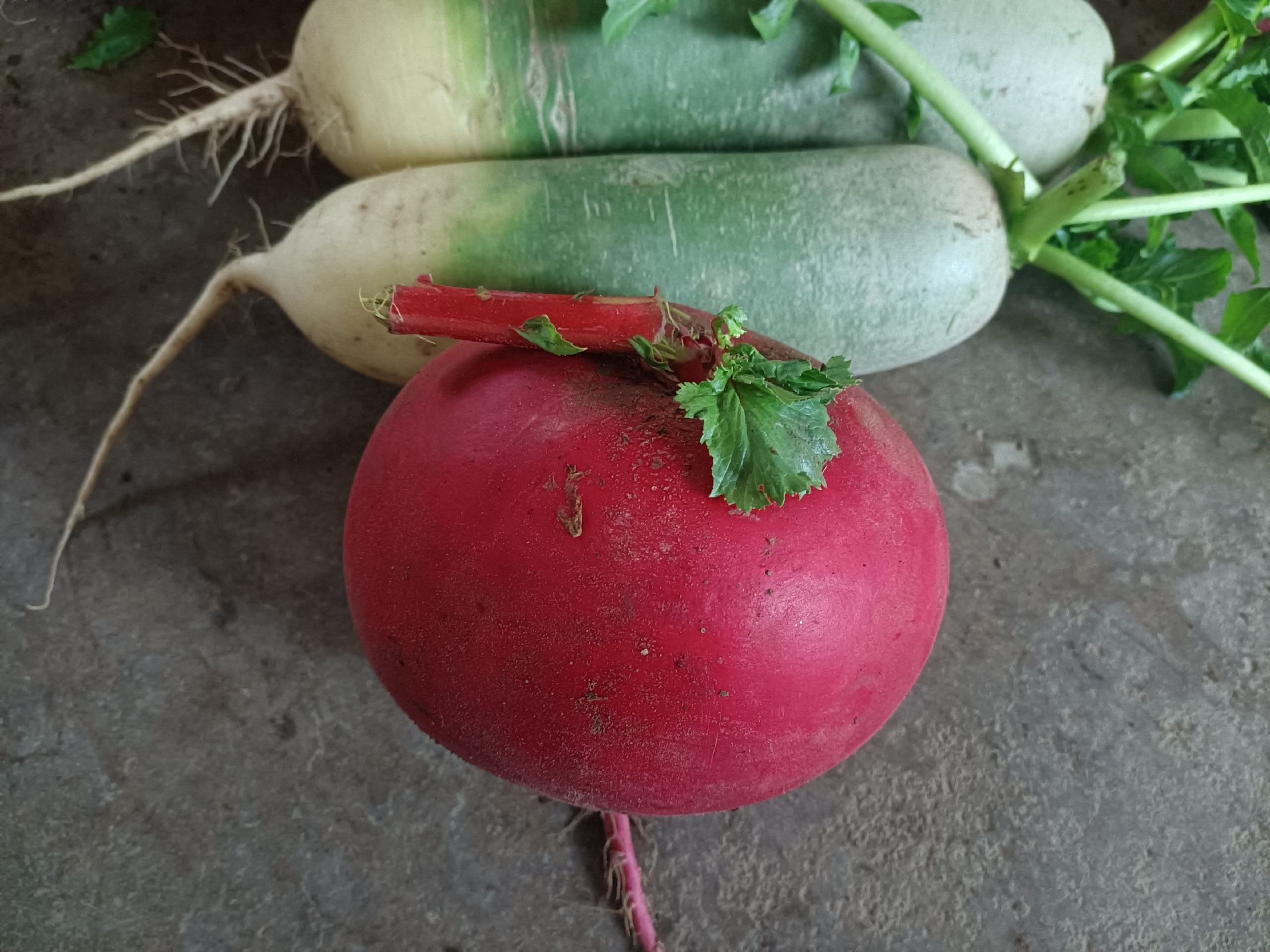 新鲜红皮萝卜全株可食性展示:强调缨子与根部协同食用的科学依据,纠正‘只吃根’的传统误区 红皮萝卜缨子与根部组合特写:青翠萝卜叶紧密包裹紫红萝卜根,叶片肥厚无虫孔,叶脉清晰,根部表皮光泽饱满,两者比例约为1:2