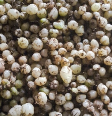 [白芨批发]野生独白芨价格40.00元/斤 - 一亩田