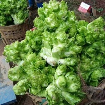 贵州特早儿菜，大量上市，保质保量，量大从优