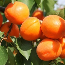 供应定植杏树凯特金太阳3公分4公分5公分已挂果自产自销