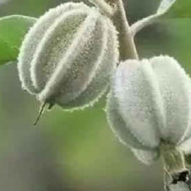 山西稀有树种翅果油一年苗2年苗3年苗量大价优包邮