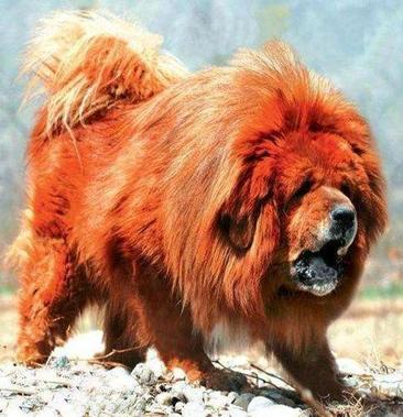 纯种巨型藏獒猛犬活体宠物狮王红色鬼獒藏獒幼犬铁包金老虎狗