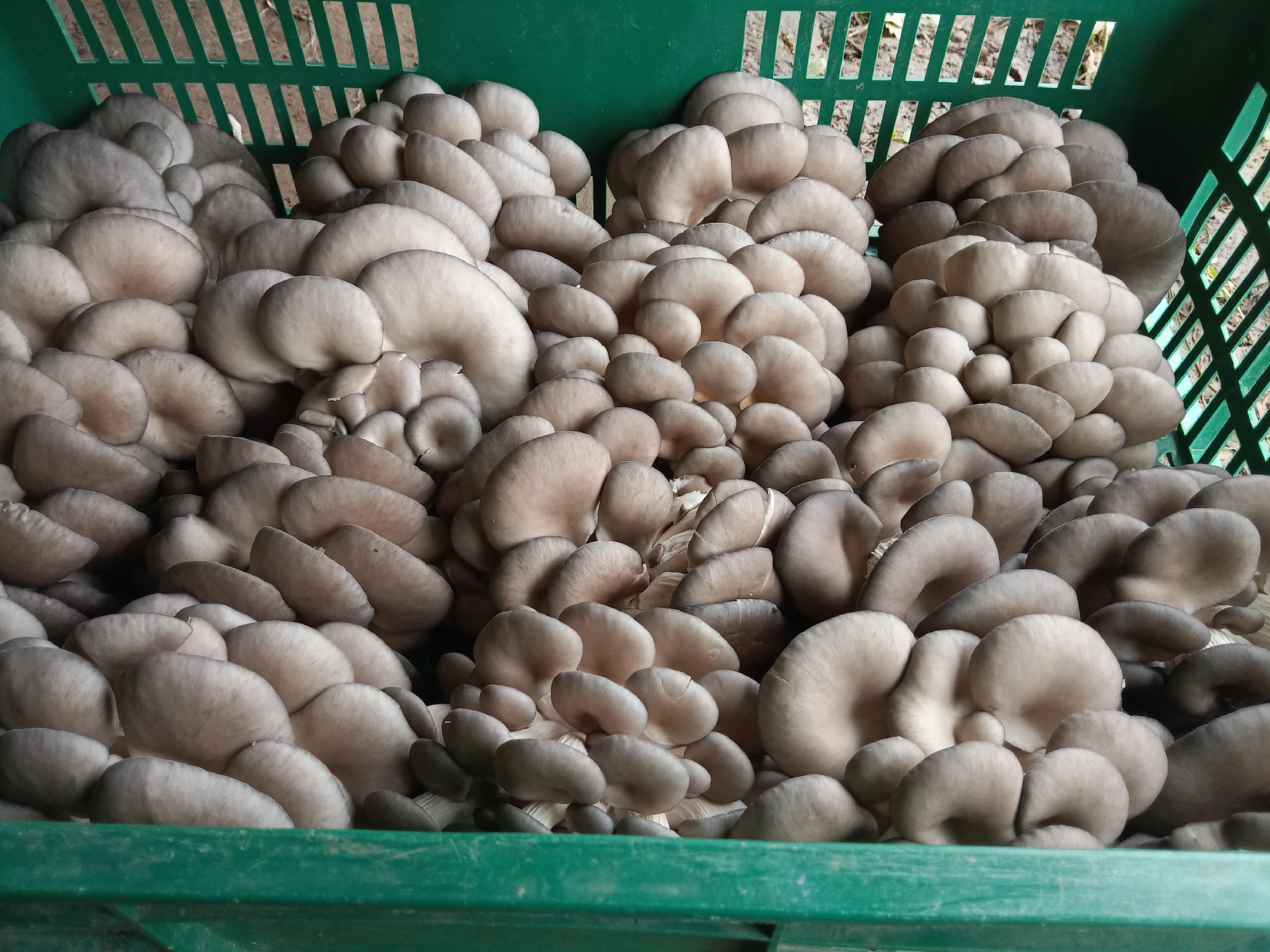 市场摊位上的新鲜凤尾菇特写