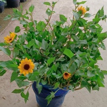 2加仑光辉岁月向日葵爆满花苞开花机器货很漂亮状态好