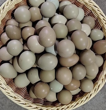 七彩山鸡蛋 小鸡蛋高营养 老少皆宜