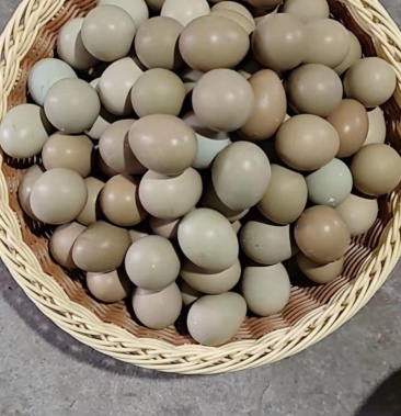 山鸡蛋,野鸡蛋,山鸡蛋,新鲜山鸡蛋,货源地直发