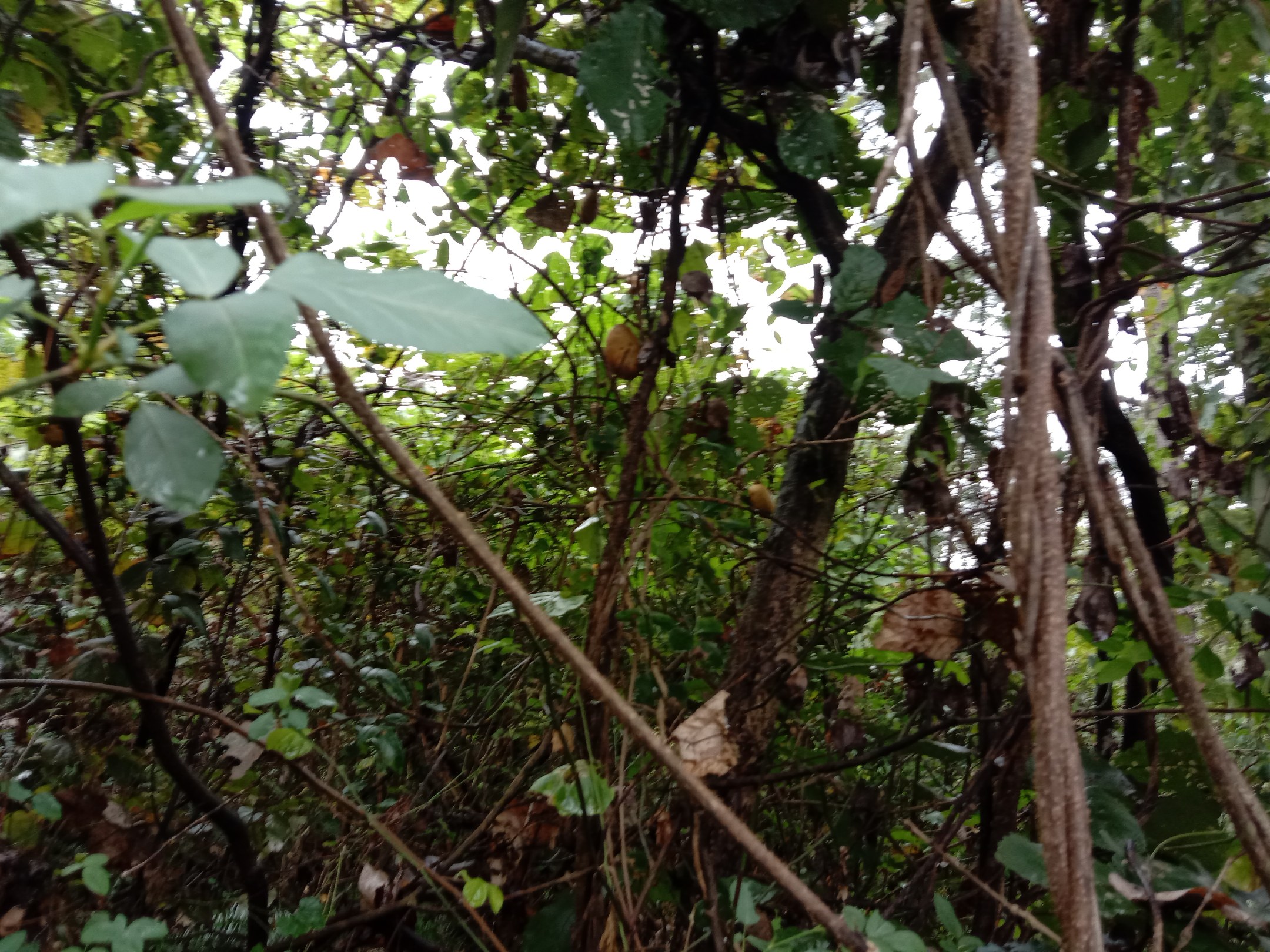 展示植物卷须在自然环境中如何帮助植物攀附树木或支架 植物卷须在自然环境中的攀爬示意图