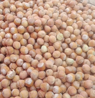 包邮 东北熟榛子 平欧大果榛子 一手货源 产地直发 全国发货